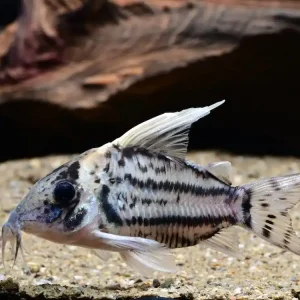 Schöner Hochflossenpanzerwels (Corydoras / Brochis pulcher) Super-Preis